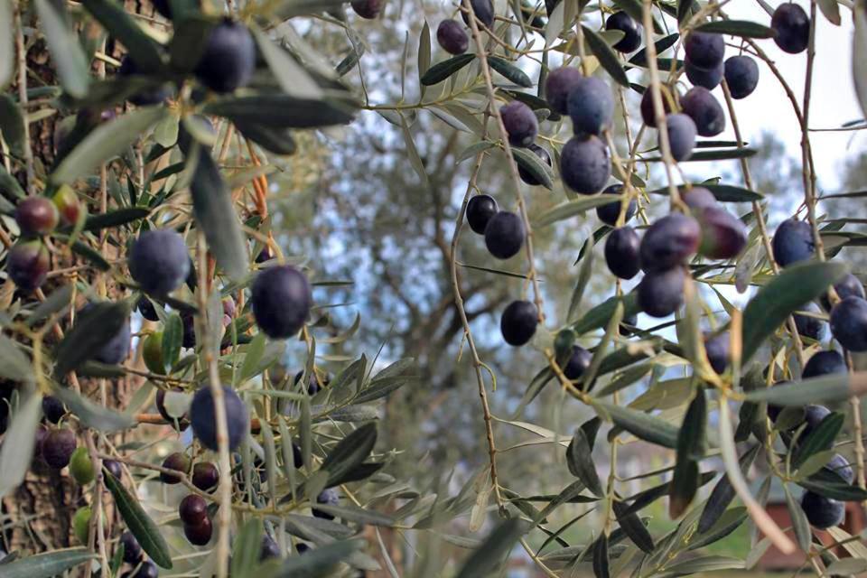 Velmer Hotel Lefka  外观 照片